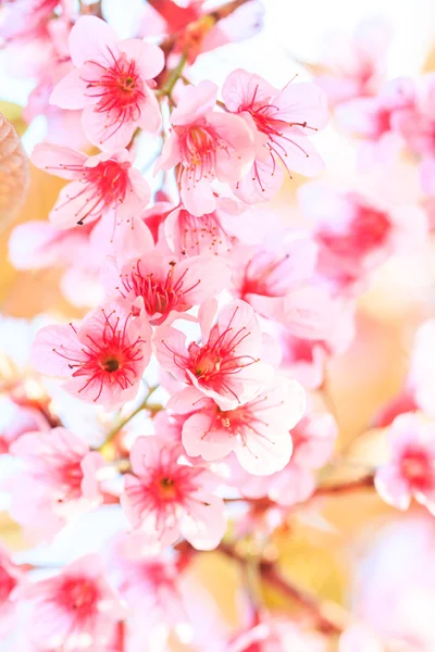 Sakura fiori sfondo — Foto Stock