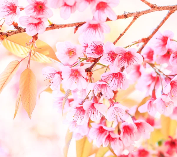 Sakura bloemen achtergrond — Stockfoto