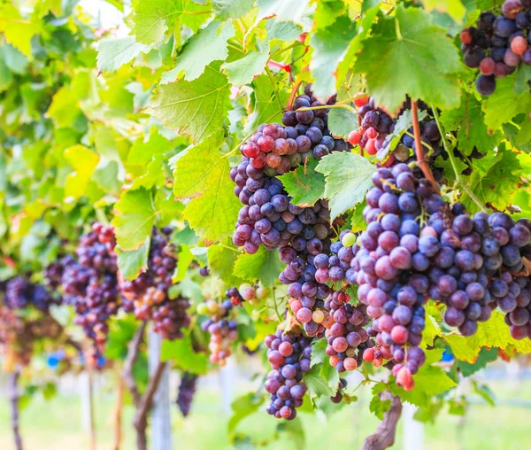 Vinha cacho de uvas — Fotografia de Stock