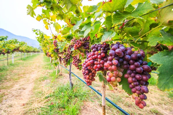 Weintrauben im Weinberg — Stockfoto