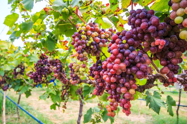 Vinhagerlag av druer – stockfoto