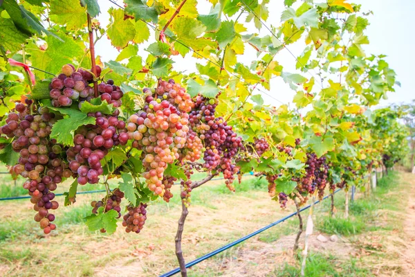 Weintrauben im Weinberg — Stockfoto