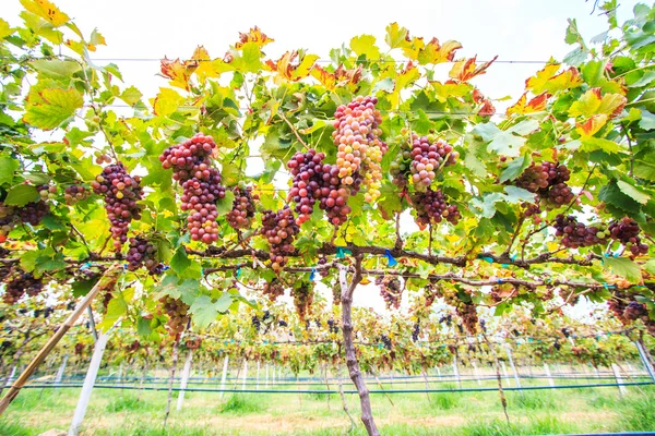 Weintrauben im Weinberg — Stockfoto