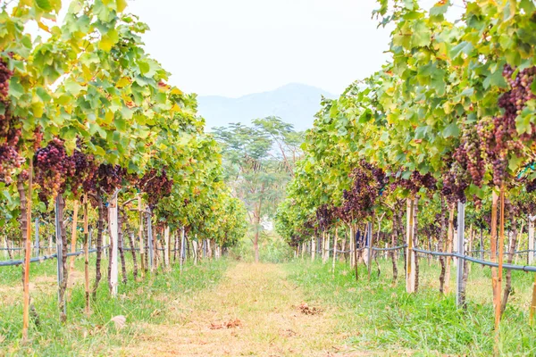 Vineyard Bunch of grapes — Stock Photo, Image