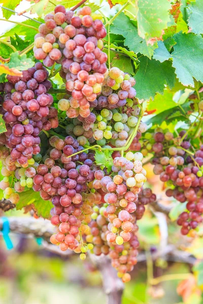 Vinha cacho de uvas — Fotografia de Stock
