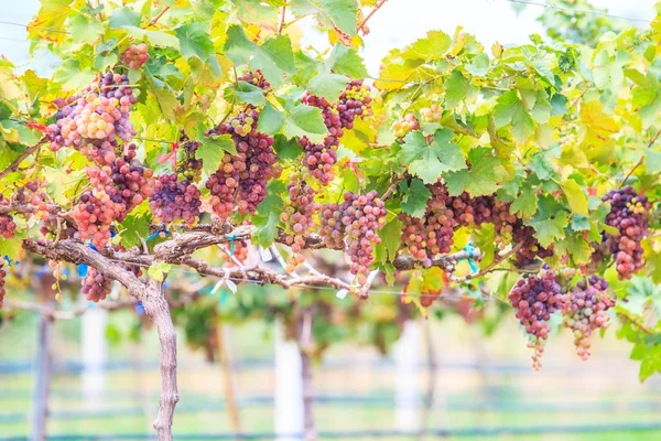 Vinhagerlag av druer – stockfoto