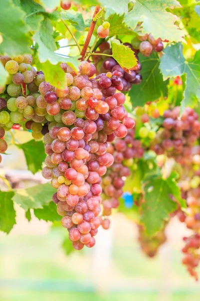 Winnica kiść winogron — Zdjęcie stockowe