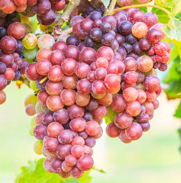Vignoble Bouquet de raisins — Photo