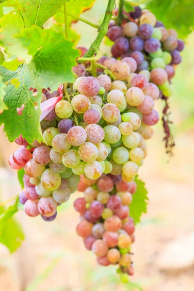 Vineyard Bunch of grapes — Stock Photo, Image