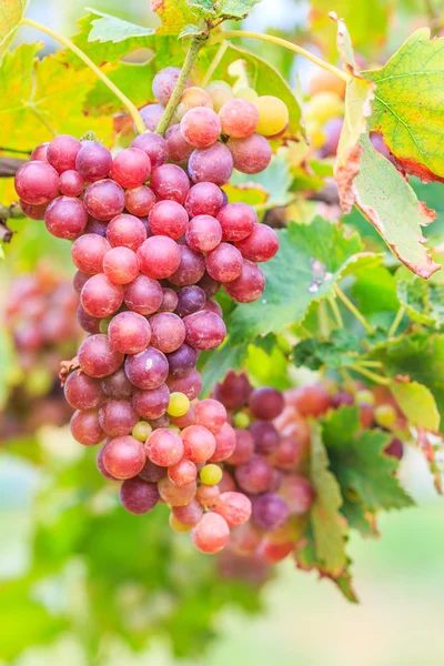 Winnica kiść winogron — Zdjęcie stockowe