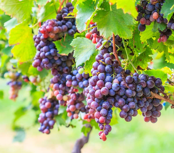 Vineyard Bunch of grapes — Stock Photo, Image