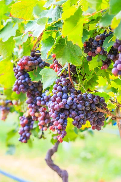 Kebun anggur Sekelompok anggur — Stok Foto
