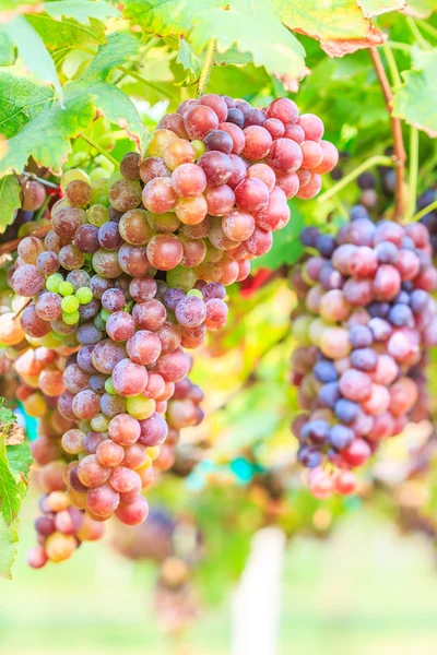 Vineyard Bunch of grapes — Stock Photo, Image