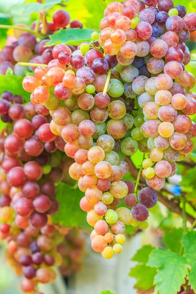 Vinhagerlag av druer – stockfoto