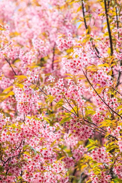 Sakura květin pozadí — Stock fotografie