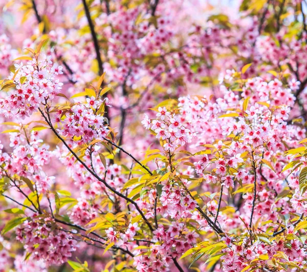 Sakura blommor bakgrund — Stockfoto