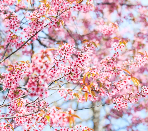 Сакура квітами фону — стокове фото