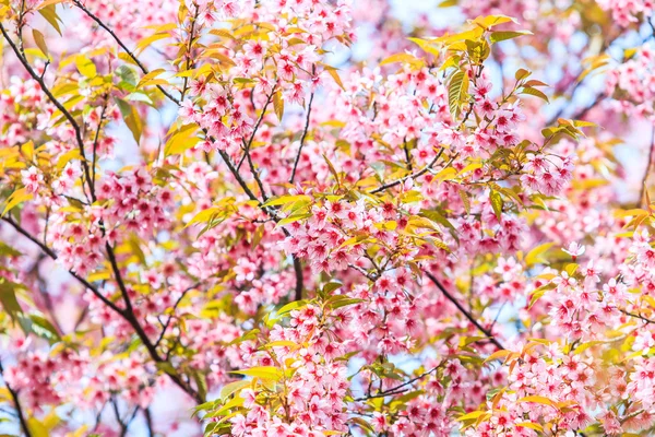 Sakura fiori sfondo — Foto Stock