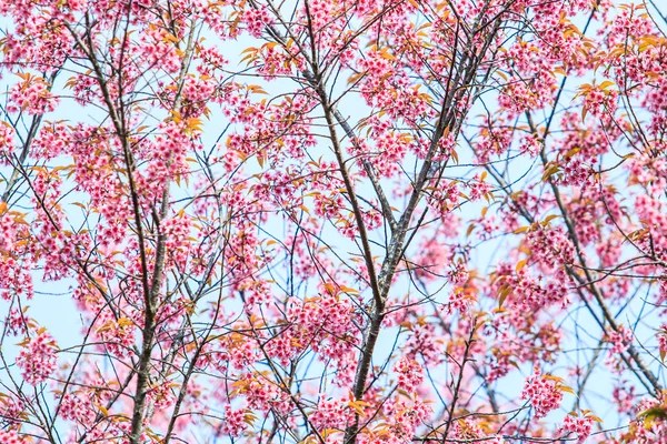 Sakura Blumen Hintergrund — Stockfoto