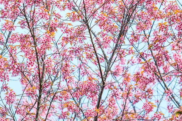 Sakura blommor bakgrund — Stockfoto