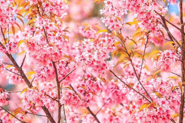 Sakura flowers background — Stock Photo, Image