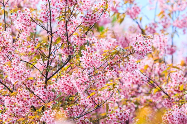 Sakura virágokat háttér — Stock Fotó