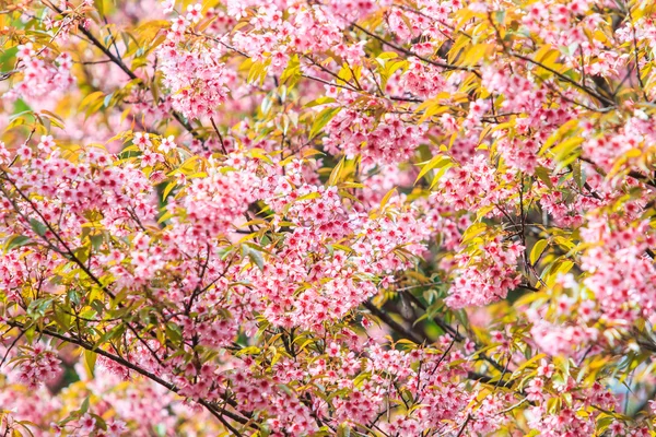 Sakura çiçek arka plan — Stok fotoğraf