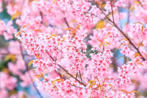 Sakura flores fundo — Fotografia de Stock