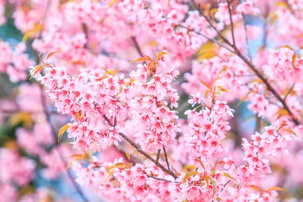 Sakura λουλούδια φόντο — Φωτογραφία Αρχείου