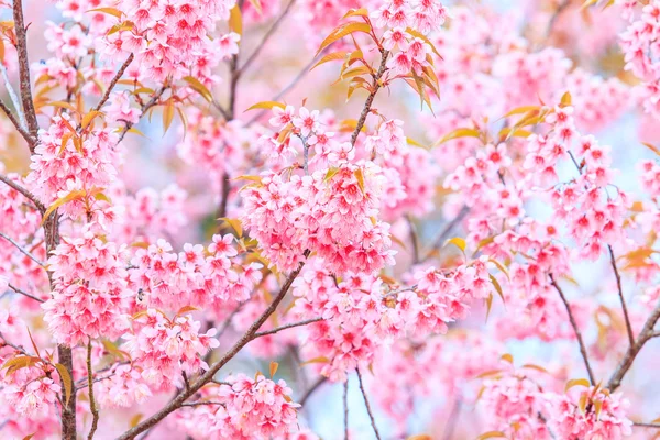 Sakura fleurs fond — Photo