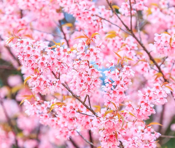 Sakura Blumen Hintergrund — Stockfoto