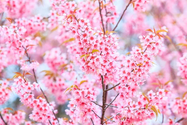 Sakura fiori sfondo — Foto Stock