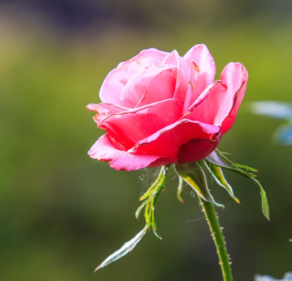 Pink rose — Stock Photo, Image