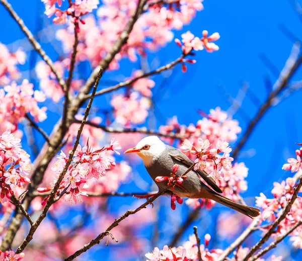 Pták na višňovém květu — Stock fotografie