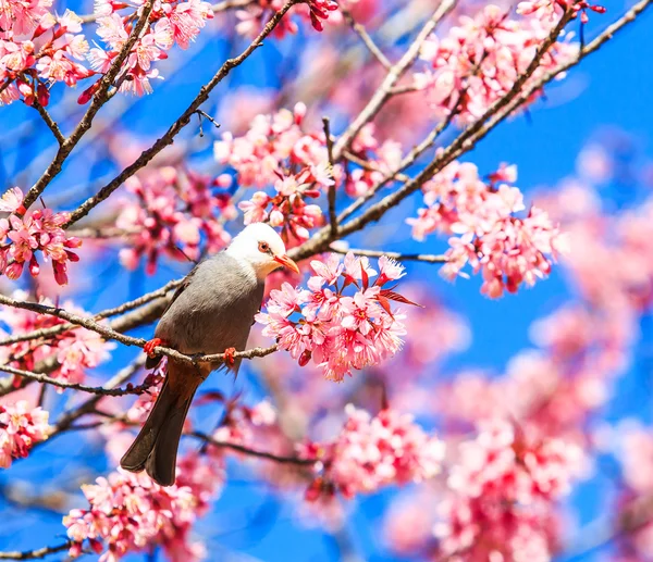 Bird on Cherry Blossom — Stock Photo, Image