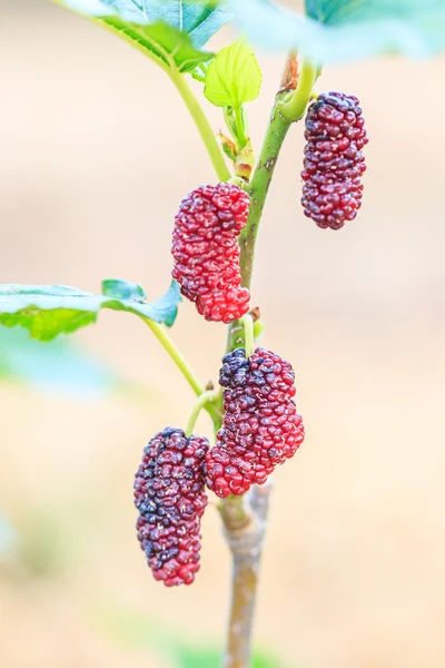 Fresh mulberry on tree — Stock Image Fresh mulberry on tree Stock Picture