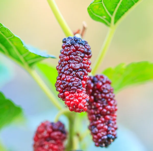 Fresh mulberry on tree — Stock Image Fresh mulberry on tree Stock Image