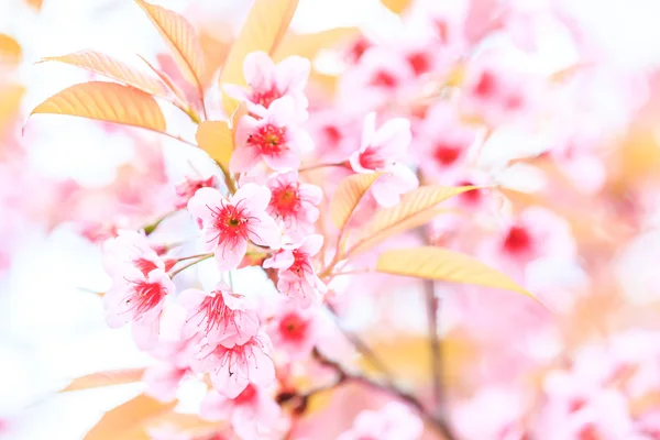 Fiore di ciliegio — Foto Stock