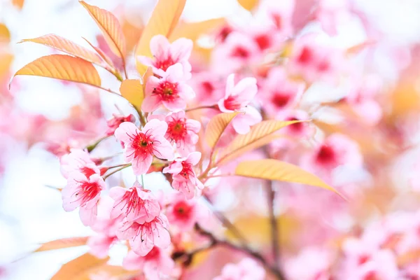 Kirsebærblomst - Stock-foto