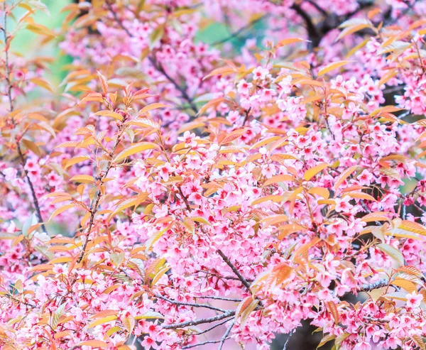 Körsbärsblomma — Stockfoto