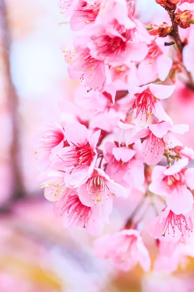 Kirsebærblomst - Stock-foto