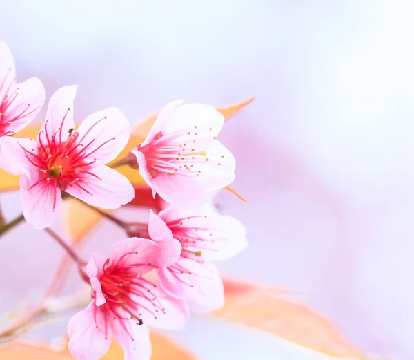 Kirsebærblomst - Stock-foto