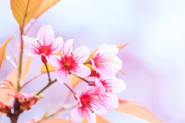 Kirsebærblomst - Stock-foto