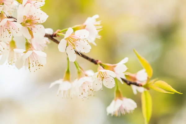 Cherry blossom — Stock Photo, Image