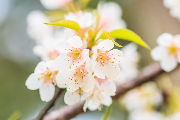 Fleur de cerisier — Photo