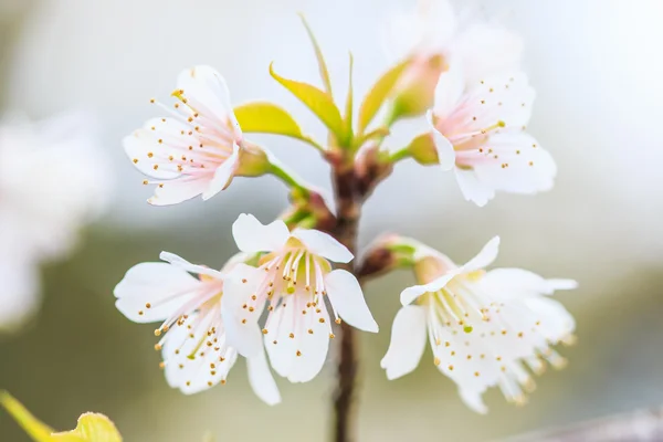 Cherry blossom — Stock Photo, Image