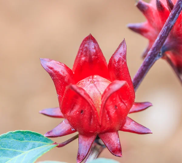 Roselle bitki — Stok fotoğraf