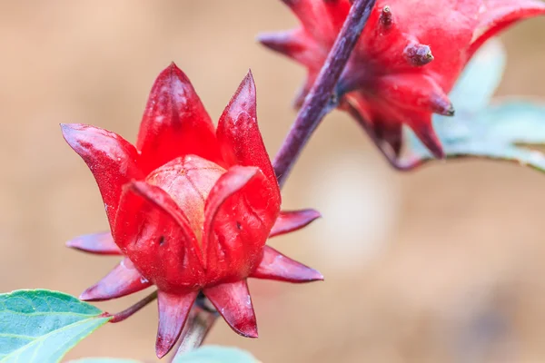 Planta de Roselle — Foto de Stock