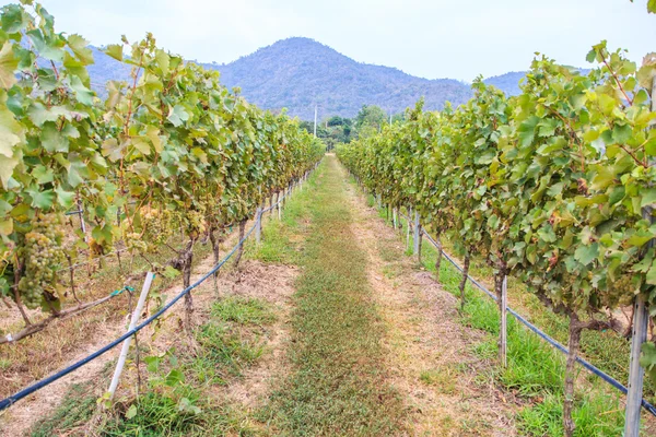 Vineyard Bunch of grapes — Stock Photo, Image