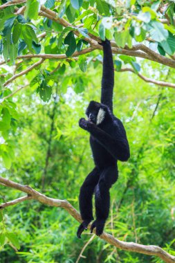 Beyaz yanaklı gibbon
